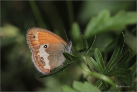 <p>OKÁČ STRDIVKOVÝ (Coenonympha arcania) jižní Morava ---- /Pearly heath butterfly - Weißbindiges Wiesenvögelchen/</p>
